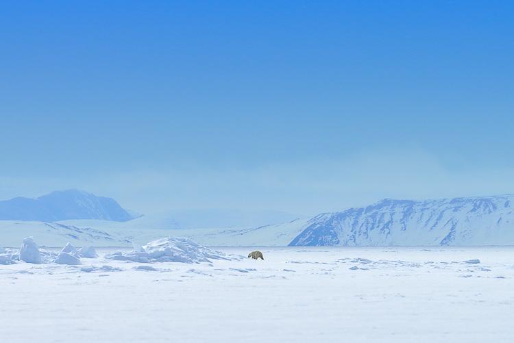 Polar Desert Baffin