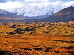 a cold, dry, treeless region near the Arctic Circle where moss, low grass, and