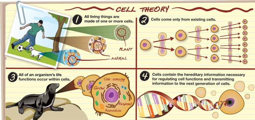 The cell theory Cells only come from other cells Statements of the cell theory Schleiden and Schwann s theory was widely accepted by other scientists. But where did cells come from?