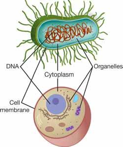 CHAPTER 5: CELL STRUCTURE AND FUNCTION Similarities among cells There are many different types of cells All cells share some similarities Some organisms are made of only a single cell.