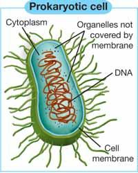 Classifying cells Two types of cells Prokaryotic cells Eukaryotic cells Based on the organization of their structures, all living cells can be classified into two groups: prokaryotic and eukaryotic