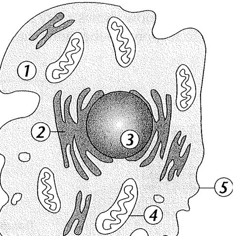 Date _ Class _ Cell Structure and Function Review and Reinforce Looking Inside Cells Understanding Main Ideas Identify each of the cell structures in the figure. 1. Simplified Animal Cell 2. 3. 4. 5.