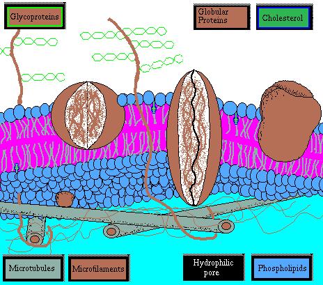 The Membrane System of the Cell Membranes consist of a double layer of phospholipids in which proteins are