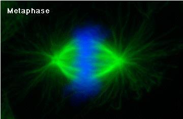 Microtubules In Vitro This image shows the