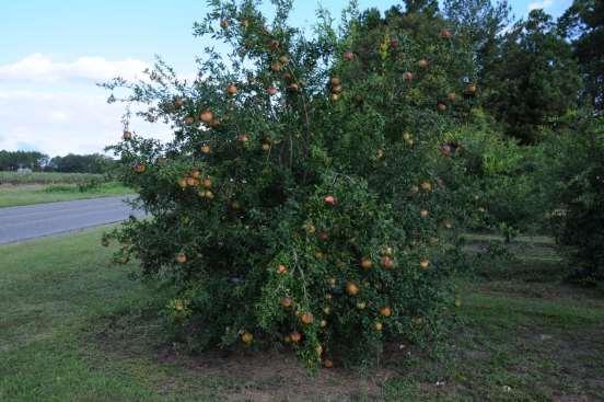 Georgia Pomegranate Update: 2014 White Plantation Bland/Slightly Sweet, Soft seed, Yellowish Pink Erick Smith, Ph.D.