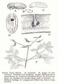 Punica granatum L. European shot-hole borer Xyleborus dispar (Fabricius, 1792) http://www.insectimages.