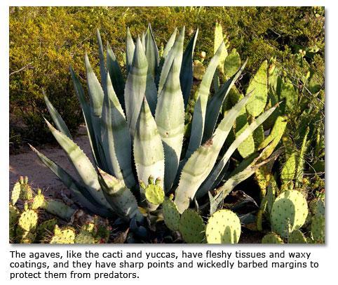Like the cacti, the yuccas and the agaves have shallow radiating root systems to intercept the water from rains and
