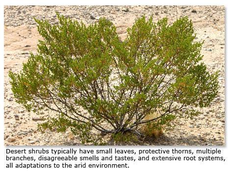 Shrubs The shrubs, typically the dominate plants in the Southwestern desert landscape, follow perhaps the widest range of