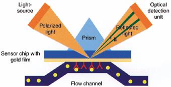 Surface plasmon resonance (Biacore) SPR measures the bining of