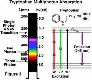 Tryptophan fluorescence Fluorescence is absorption of light at wavelength λ a an subsequent emission of light at λ e (λ e > λ a ) Trptophan fluorescence (λ a ~ 278 an λ e ~ 348 nm) is use to stuy