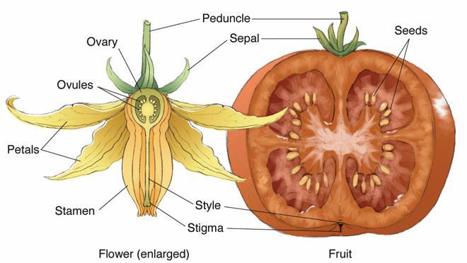 Tomato is in the family Solanaceae The flowers are bisexual, radially symmetric, and consist of 5 parts (sepals, petals, anthers). The calyx is united, at least at the base.