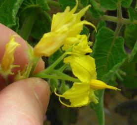 Cultivated tomatoes are self-pollinating.