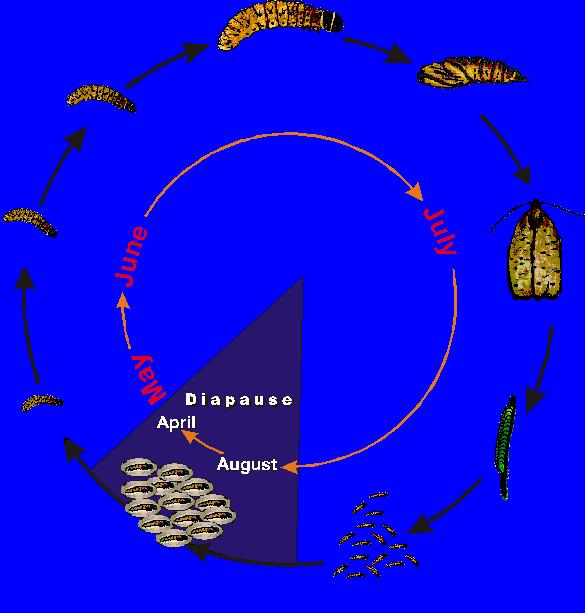Life cycle of the spruce budworm Life cycle of the spruce budworm Choristoneura fumiferana 6 th Instar Pupa 5 th Instar
