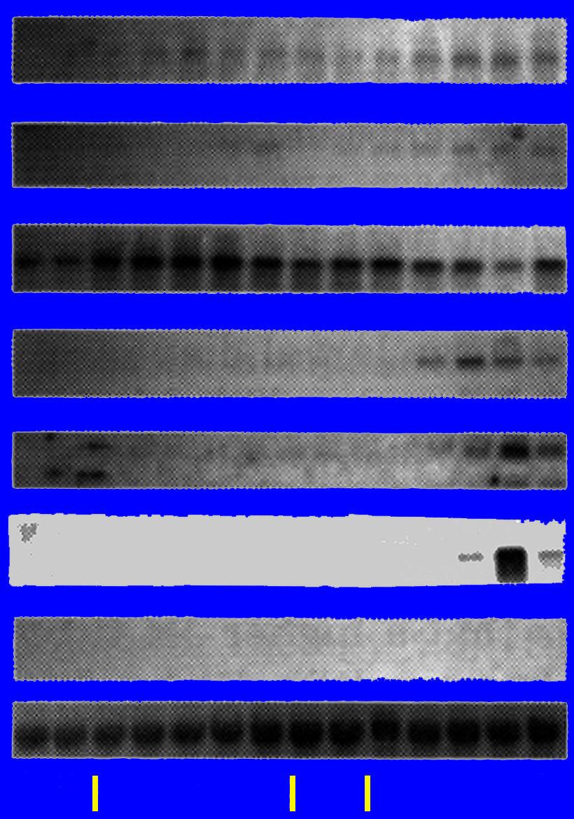 Some Ecdysone Related mrna Expression Profiles of Choristoneura Fumiferana CfEcRA CfEcRB Cf CHR75A CHR75B CHR3