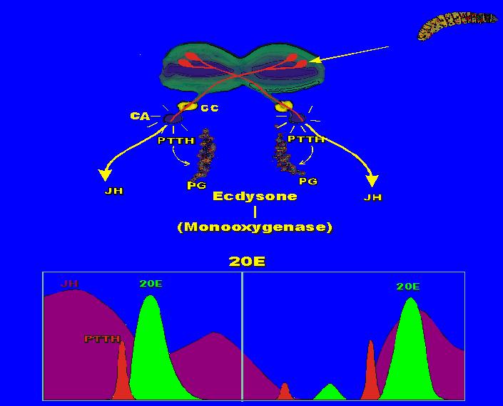Hormonal regulation of molting and metamorphosis Hormonal regulation of molting and metamorphosis Spruce budworm