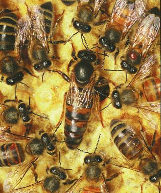 The queen is the biggest bee in the hive. She has the most important job, too. She lays eggs.
