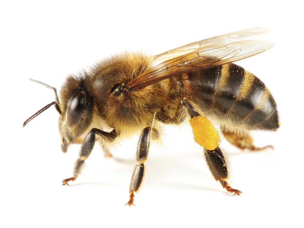 Bee Wise: Getting to Know the Observation Hive 15 BEE BIOLOGY IN BRIEF Honeybee Anatomy (scientific name, Apis mellifera)- Honeybees have two antennae, two compound eyes, two pairs of wings (4),