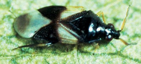 The insidiosus species occurs in the Eastern United States, and another species, tristicolor, is common in the