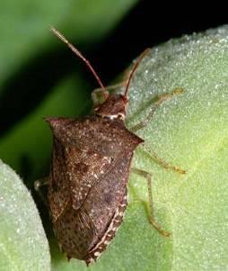 Stink bugs (Pentatomidae) Genus Perillus and Podisus are predators with forward pointing tubular mouthparts.