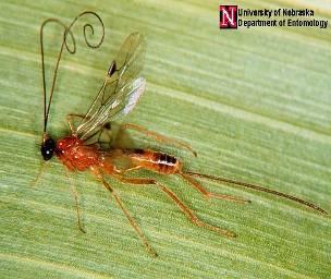 Braconid wasps (Braconidae) Parasitoid Parasitize larvae of beetles, caterpillars, flies and sawflies.