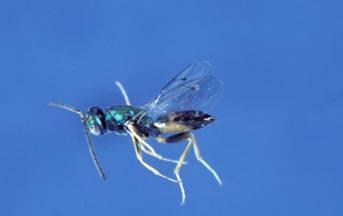 Chalcid wasps (Chalcidoidea) Parasitoid This group includes many families of wasps that have many hosts.