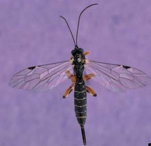 Ichneumonid wasps (Ichneumonidae) Parasitoid Ichneumonids attack specific insects, but some species of most types of insects are attacked by this family.