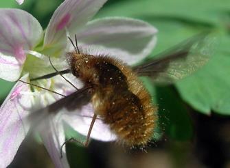 Bee flies (Bombyliidae) Parasitoid Most are internal and external parasites of butterfly, moth, bee, and wasp larvae.