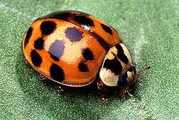 Lady beetles (Coccinellidae) Most adults and larvae feed on soft-bodied insects.