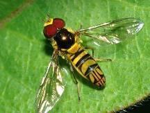 Syrphid flies, flower flies, hover flies (Syrphidae) Most adults eat pollen and nectar.