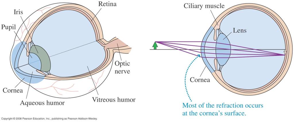 Vision The cornea is transparent and sharply curved. It works with the lens to provide the refractive power of the eye. The fluid has n = 1.34 (like water). The lens has n = 1.