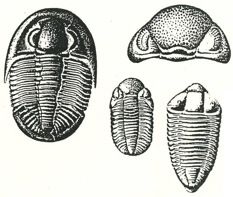 Earth History and the Fossil Record GEOL 220 GENERAL GUIDE TO FOSSIL IDENTIFICATION AND PALEOECOLOGY PHYLUM ARTHROPODA These shells are the greatest and most lasting monuments of antiquity, which