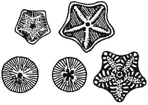 Another distinctive feature of echinoderms is that they precipitate their plates as single crystals of calcite.