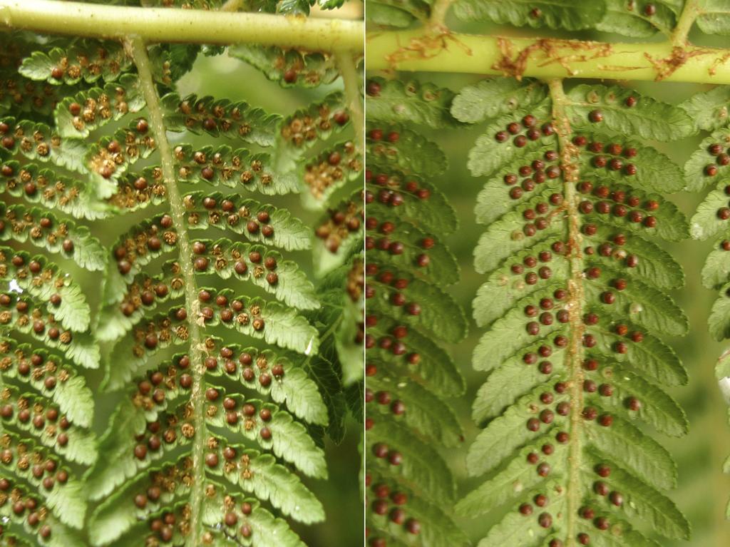 Re-evaluation of the taxonomic status of Cyathea kermadecensis and C. milnei (Cyatheaceae) Fig. 1 Abaxial surfaces of lamina and costae of Cyathea cunninghamii (left) and C. kermadecensis (right).