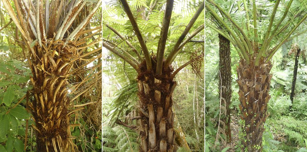 (centre), and of C. milnei (right). Cyathea milnei is more tuberculate. Fig.