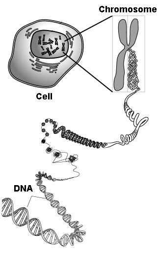 Found in the Nucleus Chromatin: Structure of DNA found in the nucleus.