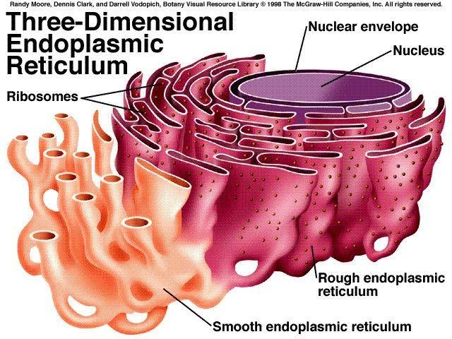 Endoplasmic Reticulum Rough ER: Ribosomes on the surface.