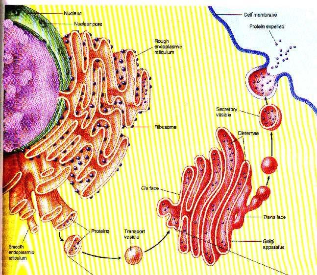 Golgi Bodies Flattened membrane sacs Packages,