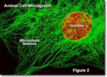 Cytoskeleton Function: Maintains cell shape and directs