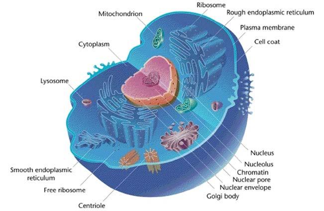 Prokaryote vs. Eukaryote Eukaryotic cells: Eu True, Karyot Nucleus Complex unicellular organisms and all multicellular organisms.