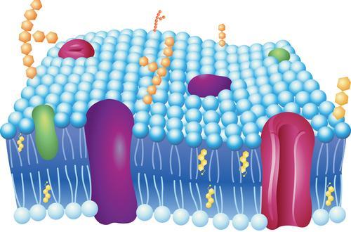 Guided Learning The Plasma Membrane and Cytosol If the outside environment of a cell is water-based, and the inside of the cell is also mostly water, something has to make sure the cell stays intact