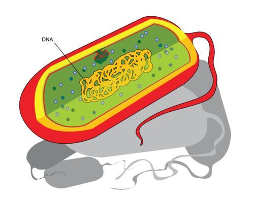 Prokaryotes do not have a nucleus. Instead, their genetic material is located in the main part of the cell.