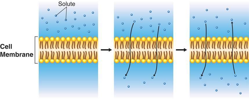 When equilibrium is reached, solute particles continue to diffuse across the membrane in both directions.