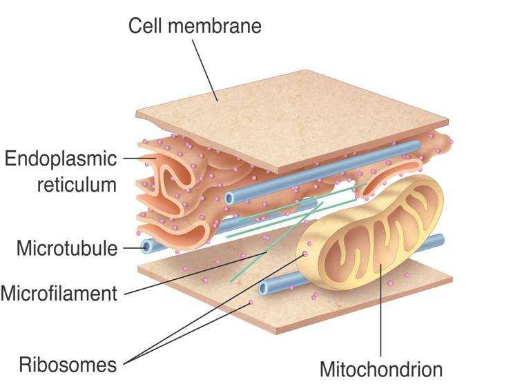 Eukaryotic cells are given their shape and internal organization by the cytoskeleton. 37 of 49 The cytoskeleton is a network of protein filaments that helps the cell to maintain its shape.
