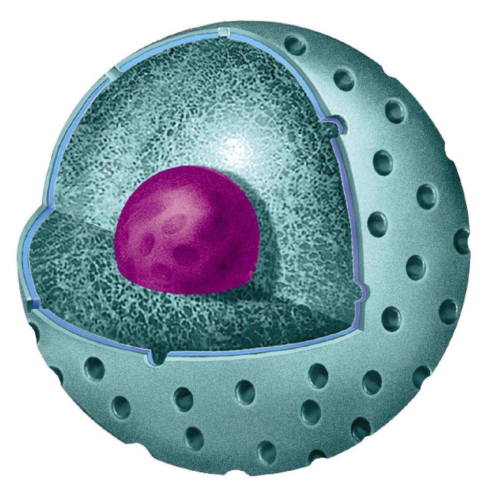 When a cell divides, chromatin condenses to form chromosomes. Chromosomes contain the genetic information that is passed from one generation of cells to the next.