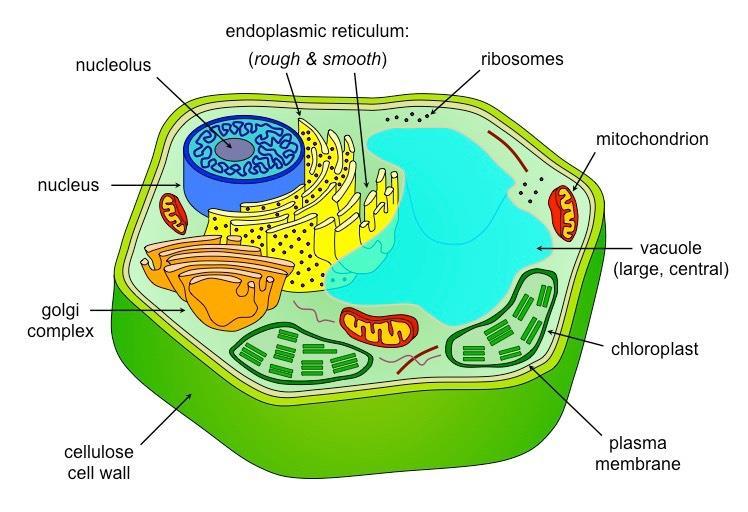 I can explain the key features f eukarytic cells and give examples f rganisms in this categry.
