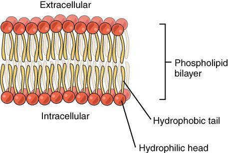 The cell membrane is selectively permeable, which means sme mlecules can mve freely acrss the membrane, sme mlecules are blcked, and sme mlecules require energy frm the