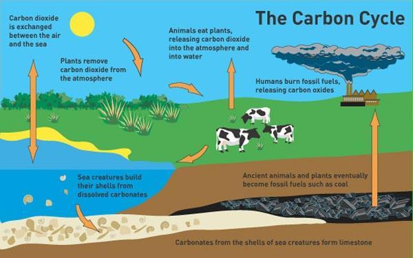 Topic 6: The Carbon Cycle &