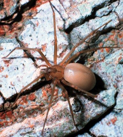 Lesson 4-3 Brown Recluse Spiders Reading Exercise C Brown recluse spiders are sometimes called fiddleback or violin spiders.