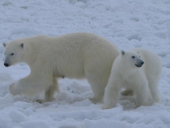 reduction in polar bear population by 2050 Walrus and seal