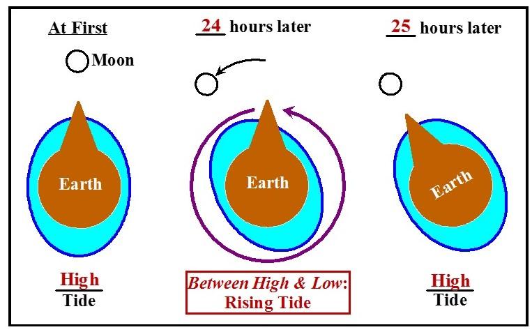 T. James Noyes, ECC Tides Unit II: The Bulge Theory of the Tides (Topic 7A-2) page 9 Why the tides get later by about an hour each day It takes the Moon about a month to orbit the Earth, so in a